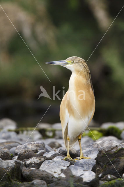 Squacco Heron (Ardeola ralloides)