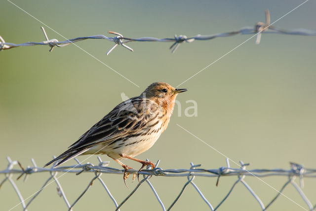 Red-throated Pipit (Anthus cervinus)