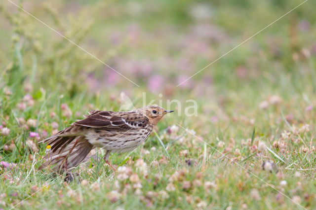 Red-throated Pipit (Anthus cervinus)