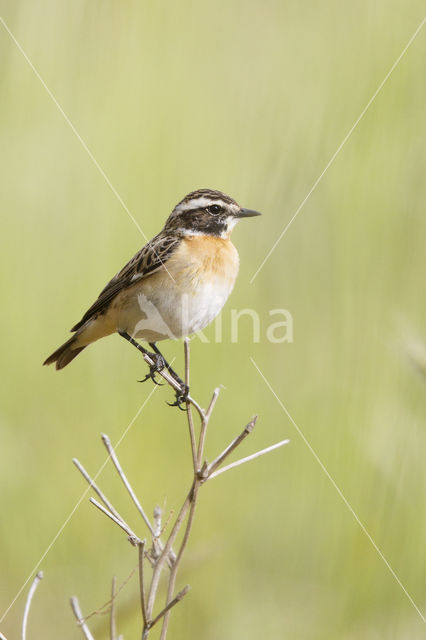 Whinchat (Saxicola rubetra)