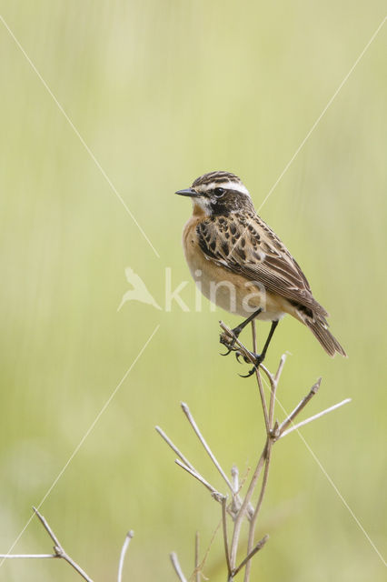 Paapje (Saxicola rubetra)