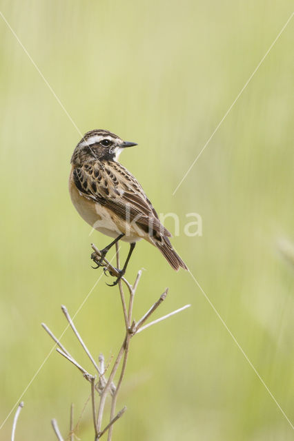 Whinchat (Saxicola rubetra)