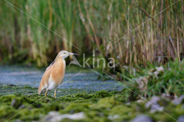 Squacco Heron (Ardeola ralloides)