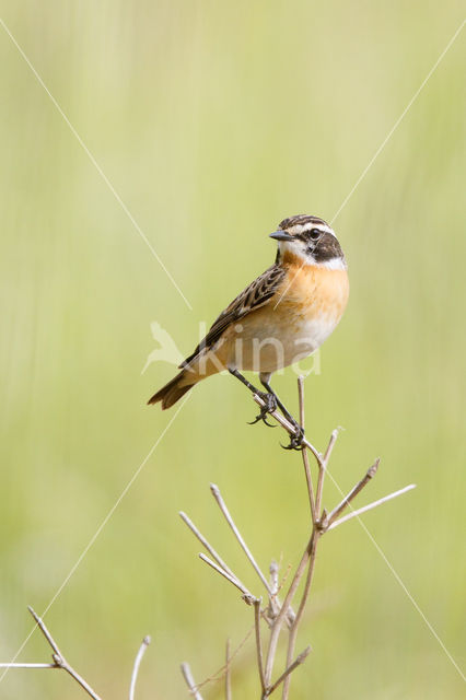 Whinchat (Saxicola rubetra)