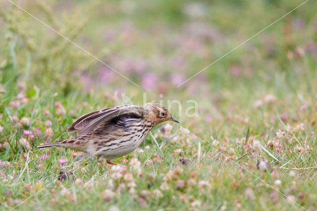 Roodkeelpieper (Anthus cervinus)