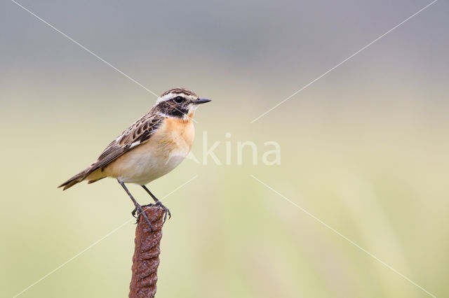 Whinchat (Saxicola rubetra)