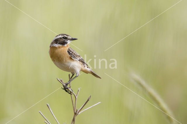 Whinchat (Saxicola rubetra)