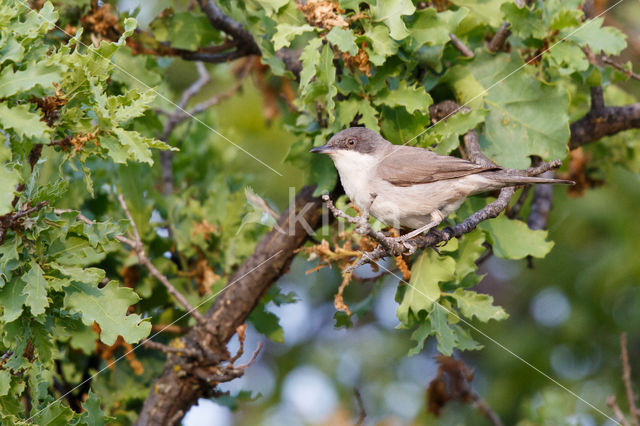 Orphean Warbler (Sylvia hortensis)