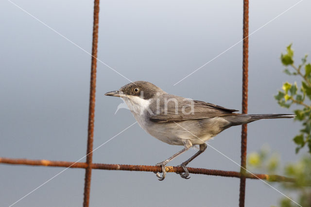 Orphean Warbler (Sylvia hortensis)