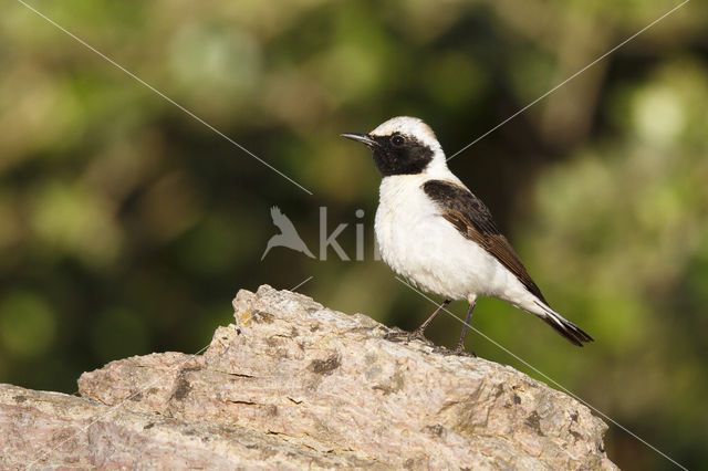 Eastern Black-eared wheatear (Oenanthe melanoleuca)