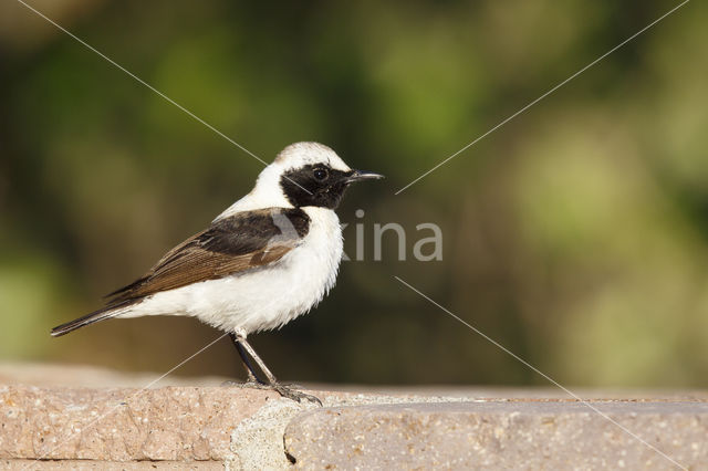 Oostelijke blonde tapuit (Oenanthe melanoleuca)