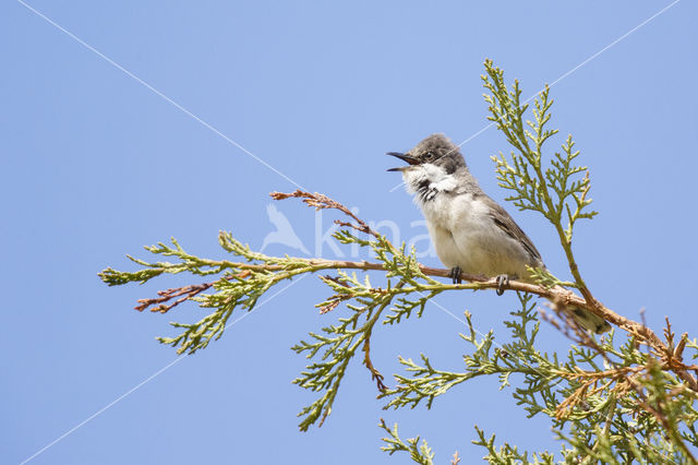 Orphean Warbler (Sylvia hortensis)