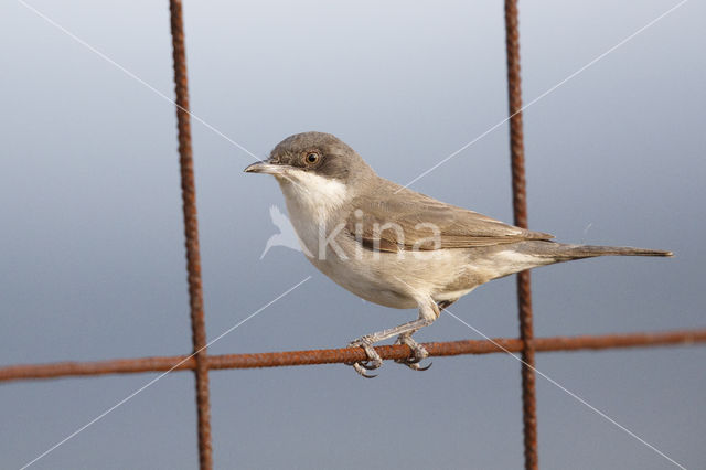 Orphean Warbler (Sylvia hortensis)