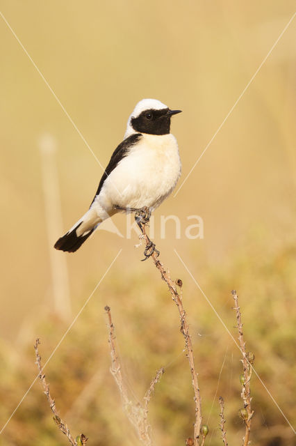 Eastern Black-eared wheatear (Oenanthe melanoleuca)