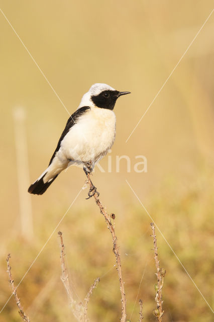 Eastern Black-eared wheatear (Oenanthe melanoleuca)