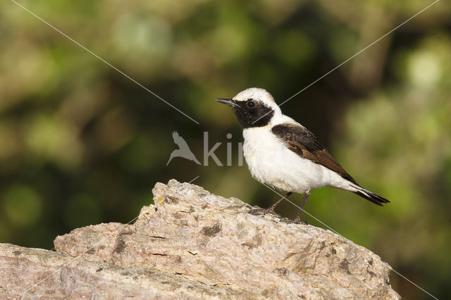 Oostelijke blonde tapuit (Oenanthe melanoleuca)