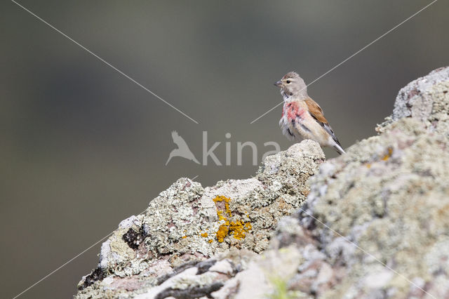 Eurasian Linnet (Carduelis cannabina)