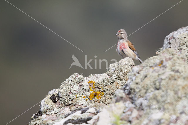 Eurasian Linnet (Carduelis cannabina)