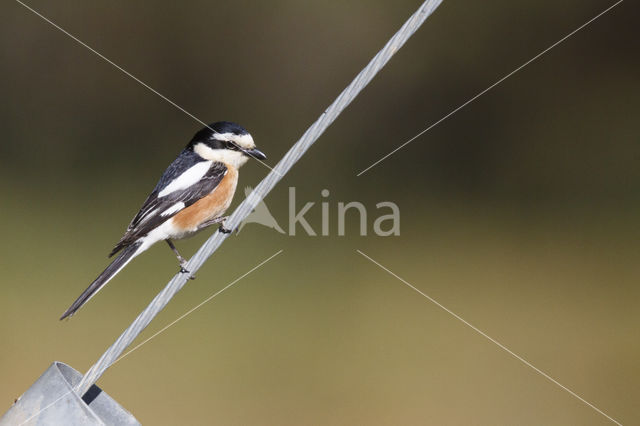 Masked shrike (Lanius nubicus)