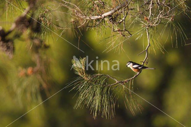 Masked shrike (Lanius nubicus)