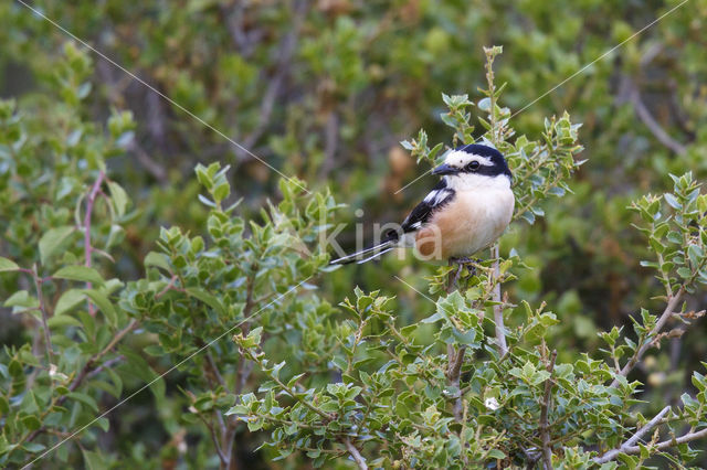 Masked shrike (Lanius nubicus)