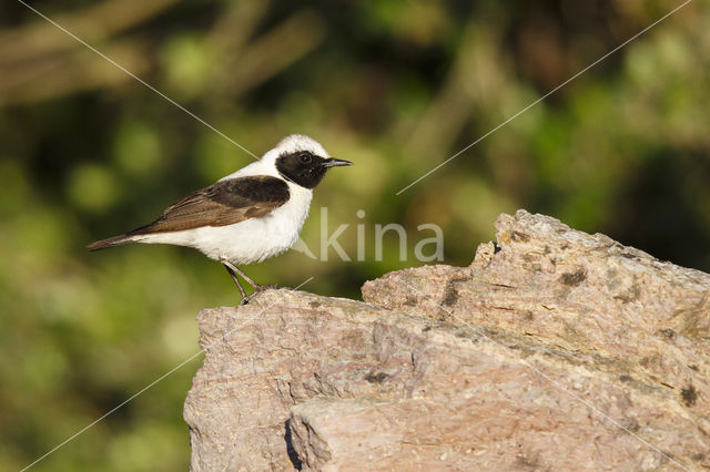 Oostelijke blonde tapuit (Oenanthe melanoleuca)