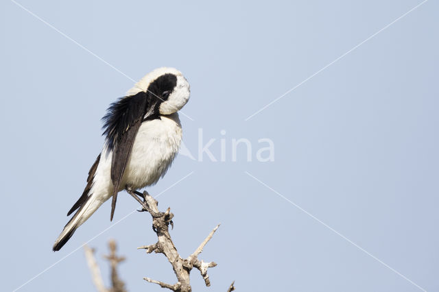 Oostelijke blonde tapuit (Oenanthe melanoleuca)