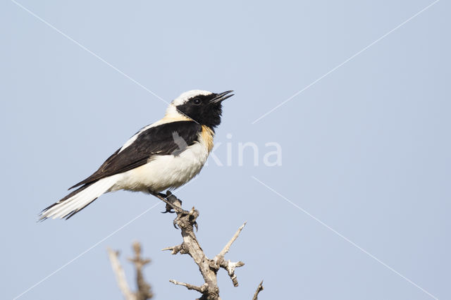 Eastern Black-eared wheatear (Oenanthe melanoleuca)