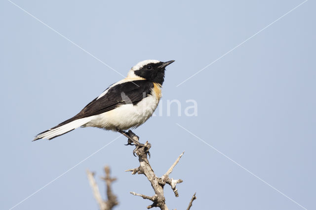 Oostelijke blonde tapuit (Oenanthe melanoleuca)