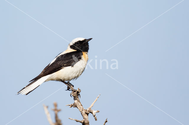 Eastern Black-eared wheatear (Oenanthe melanoleuca)