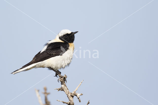 Oostelijke blonde tapuit (Oenanthe melanoleuca)