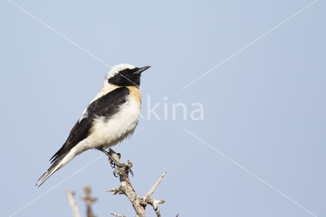 Oostelijke blonde tapuit (Oenanthe melanoleuca)