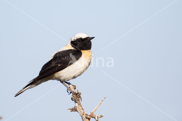 Eastern Black-eared wheatear (Oenanthe melanoleuca)