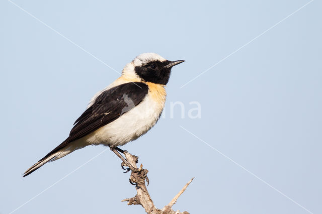 Oostelijke blonde tapuit (Oenanthe melanoleuca)