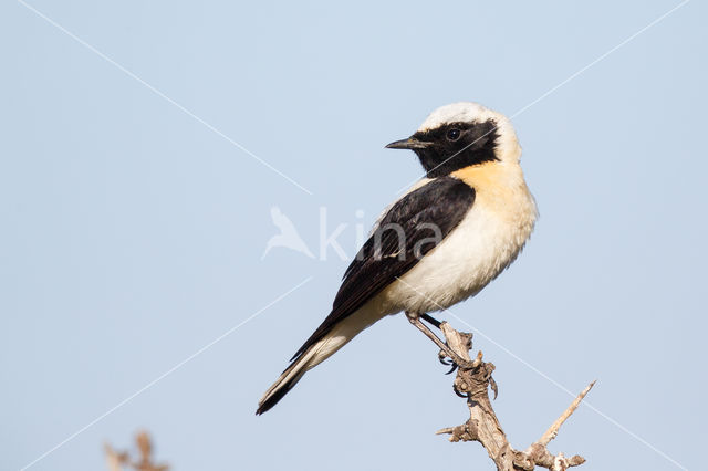 Eastern Black-eared wheatear (Oenanthe melanoleuca)