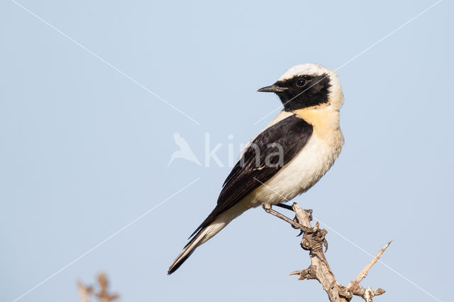 Oostelijke blonde tapuit (Oenanthe melanoleuca)