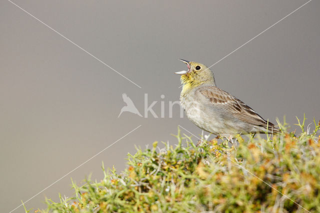 Cinereous bunting (Emberiza cineracea)