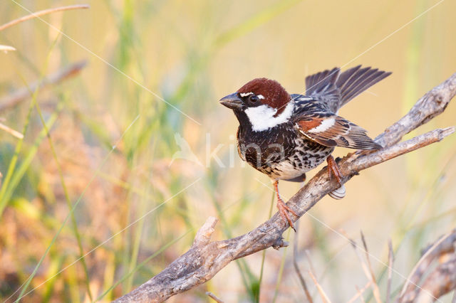 Spaanse Mus (Passer hispaniolensis)