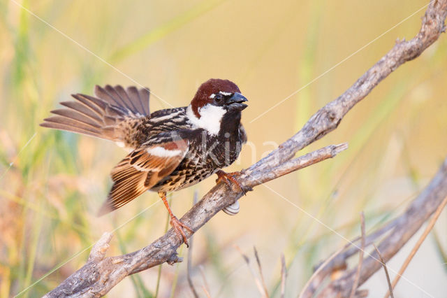 Spaanse Mus (Passer hispaniolensis)