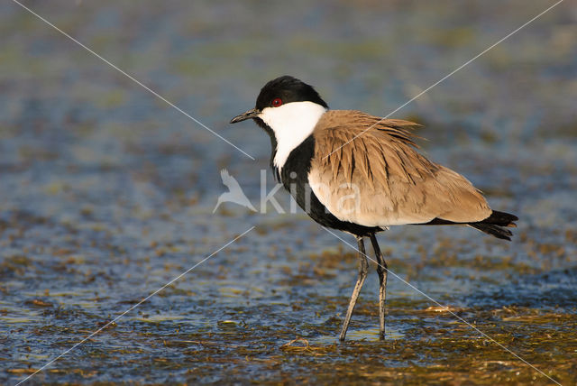 Spur-winged Plover (Vanellus spinosus)