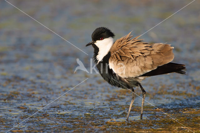 Spur-winged Plover (Vanellus spinosus)