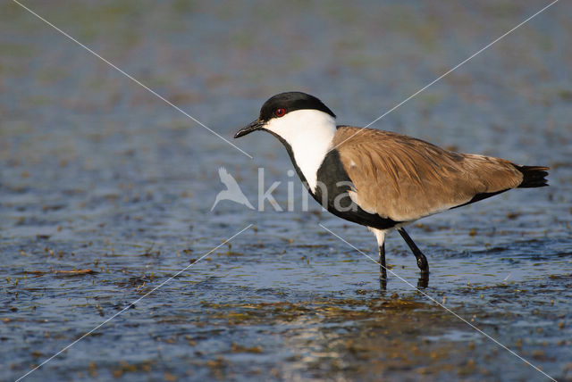 Spur-winged Plover (Vanellus spinosus)