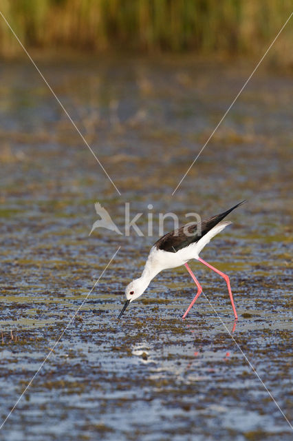 Black-winged Stilt (Himantopus himantopus)