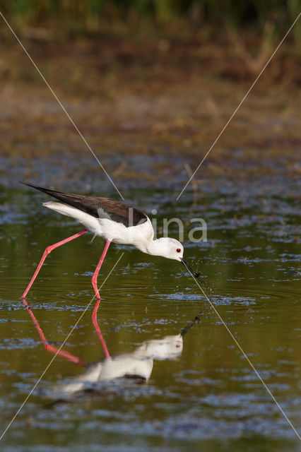 Steltkluut (Himantopus himantopus)