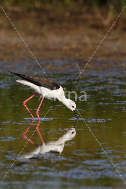 Black-winged Stilt (Himantopus himantopus)