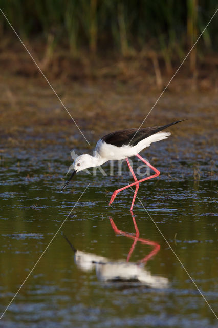 Steltkluut (Himantopus himantopus)