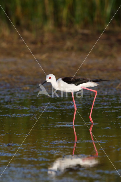 Black-winged Stilt (Himantopus himantopus)