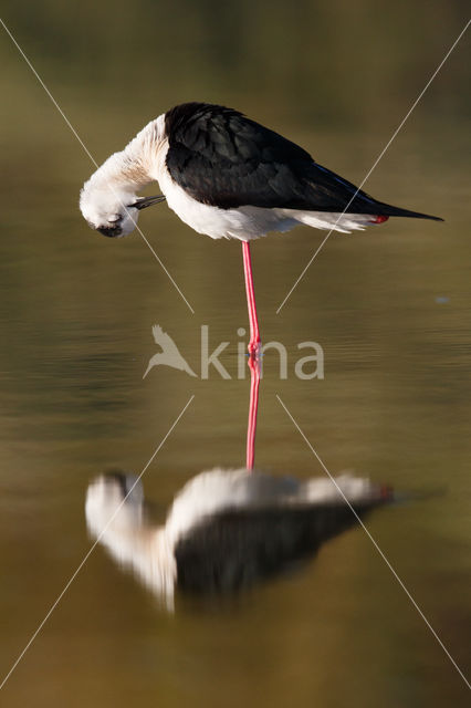 Steltkluut (Himantopus himantopus)