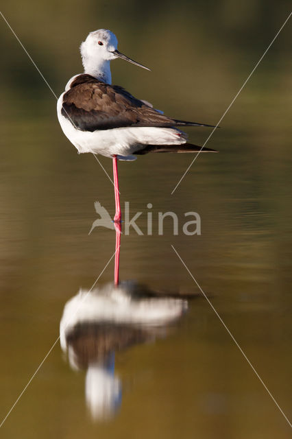 Steltkluut (Himantopus himantopus)