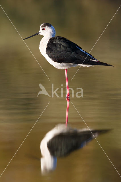 Steltkluut (Himantopus himantopus)